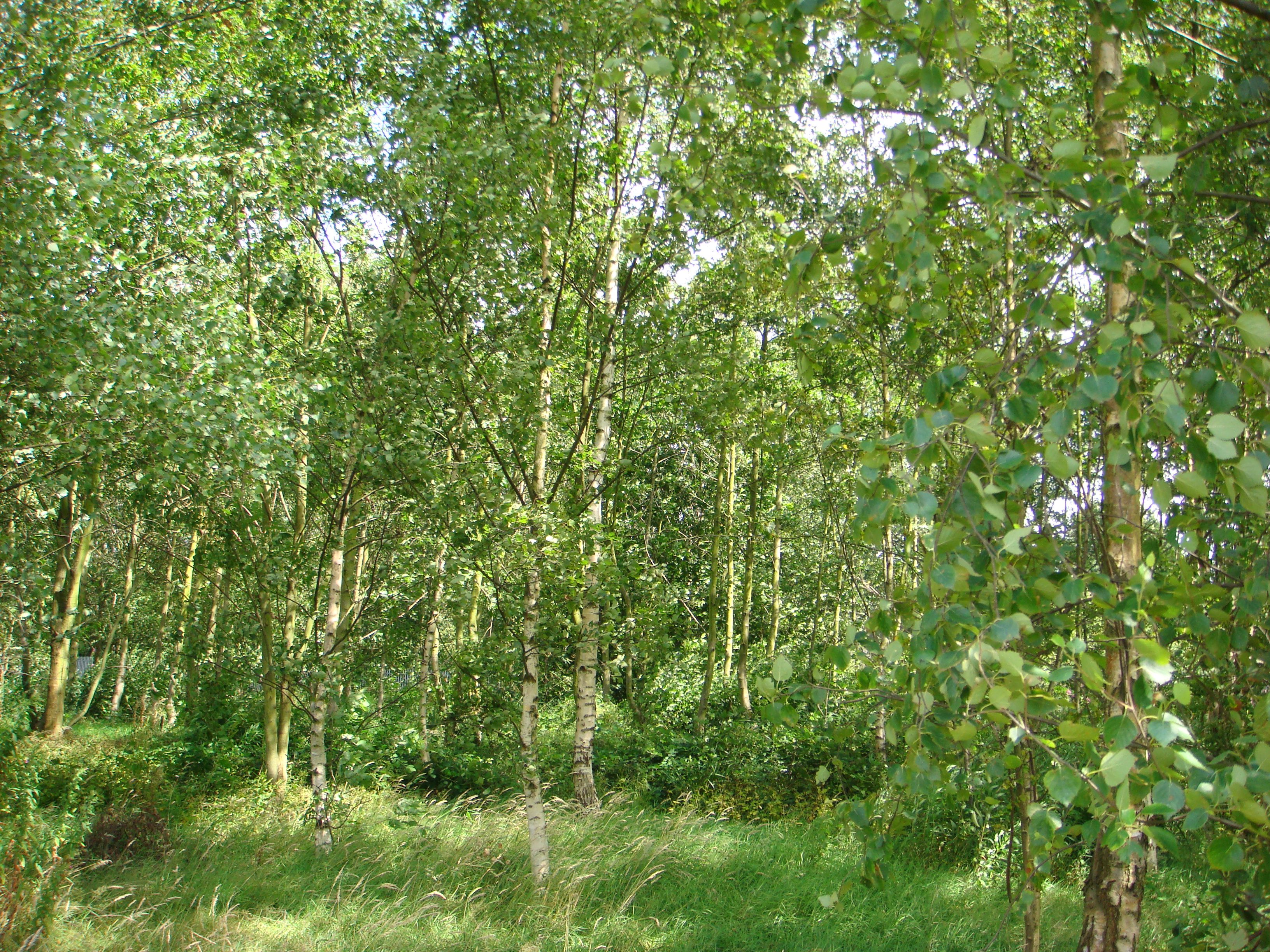 Ladybarn Park - woodland