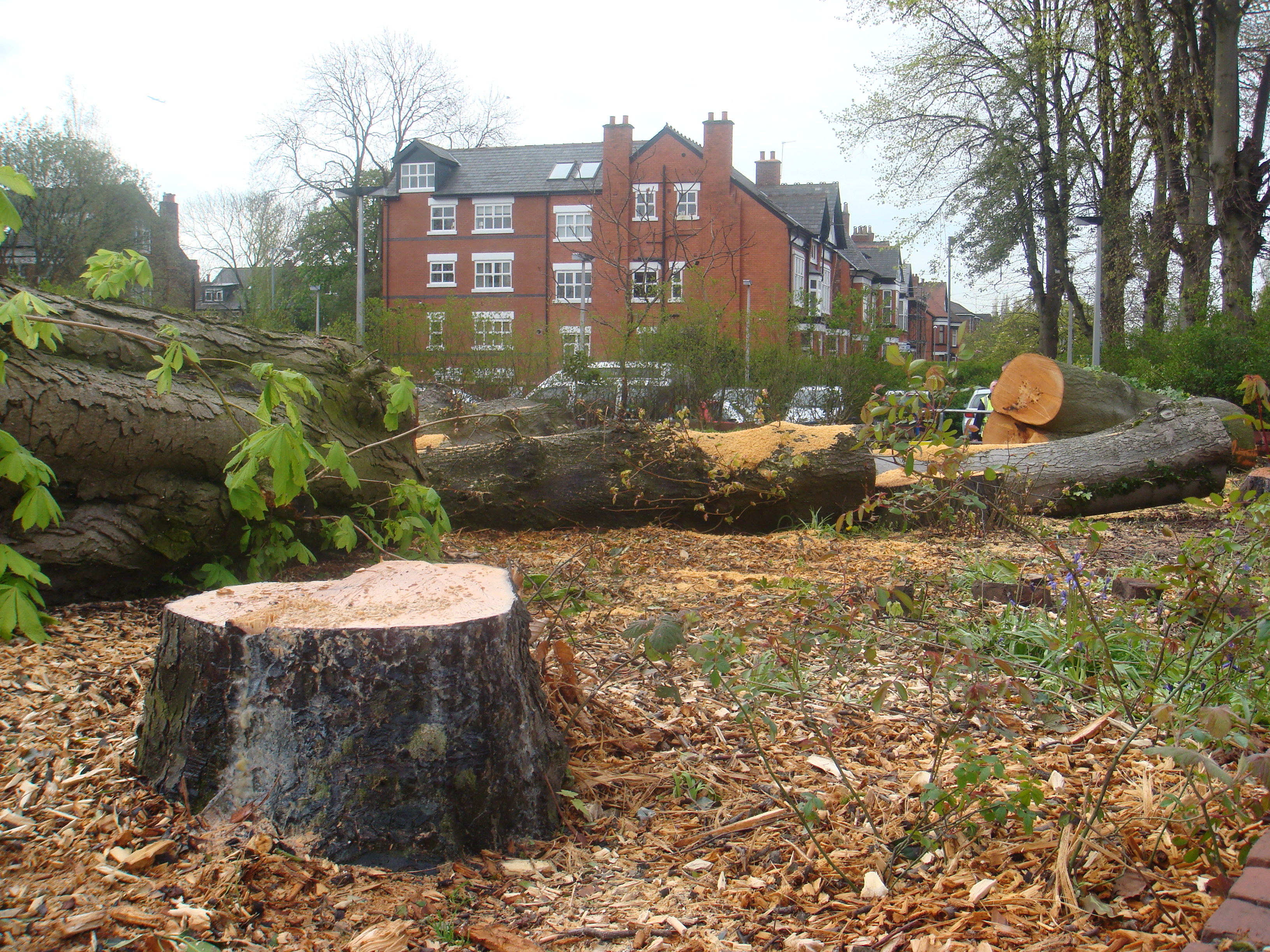 Withington Green - Tree felling